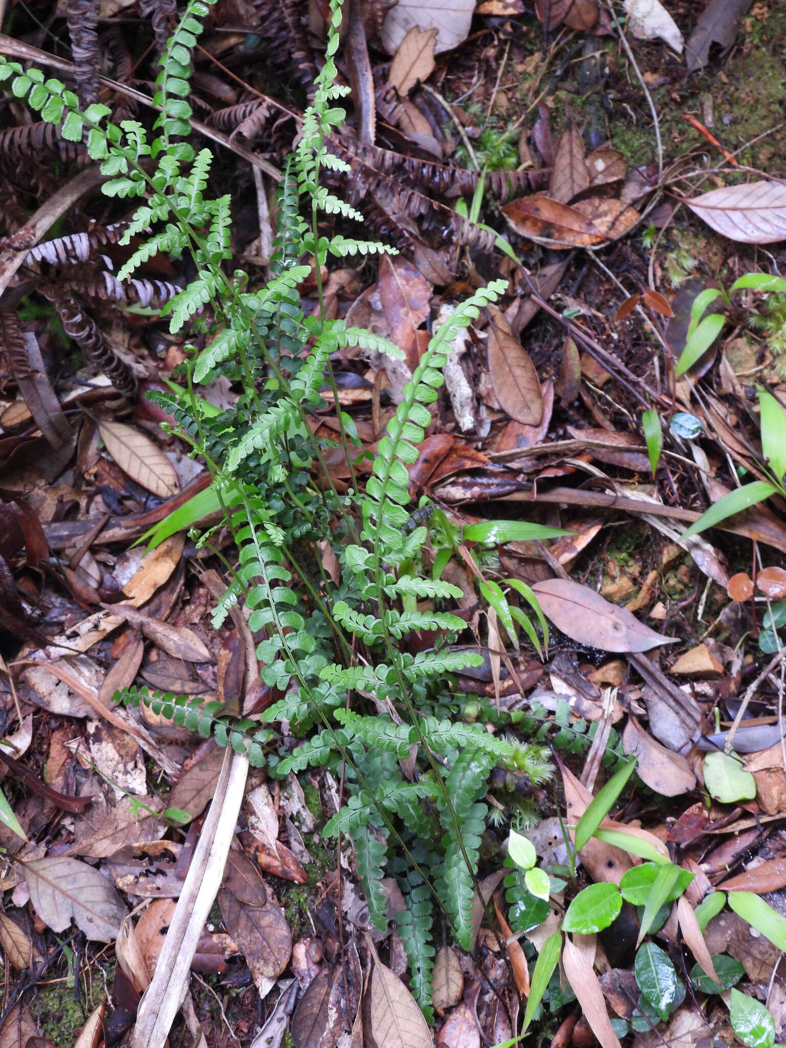 Image of Lindsaea bonii Christ