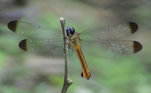 Image of Lyriothemis biappendiculata (Selys 1878)