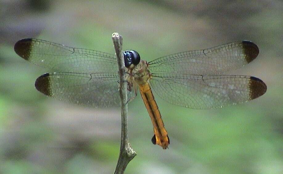 Image of Lyriothemis biappendiculata (Selys 1878)