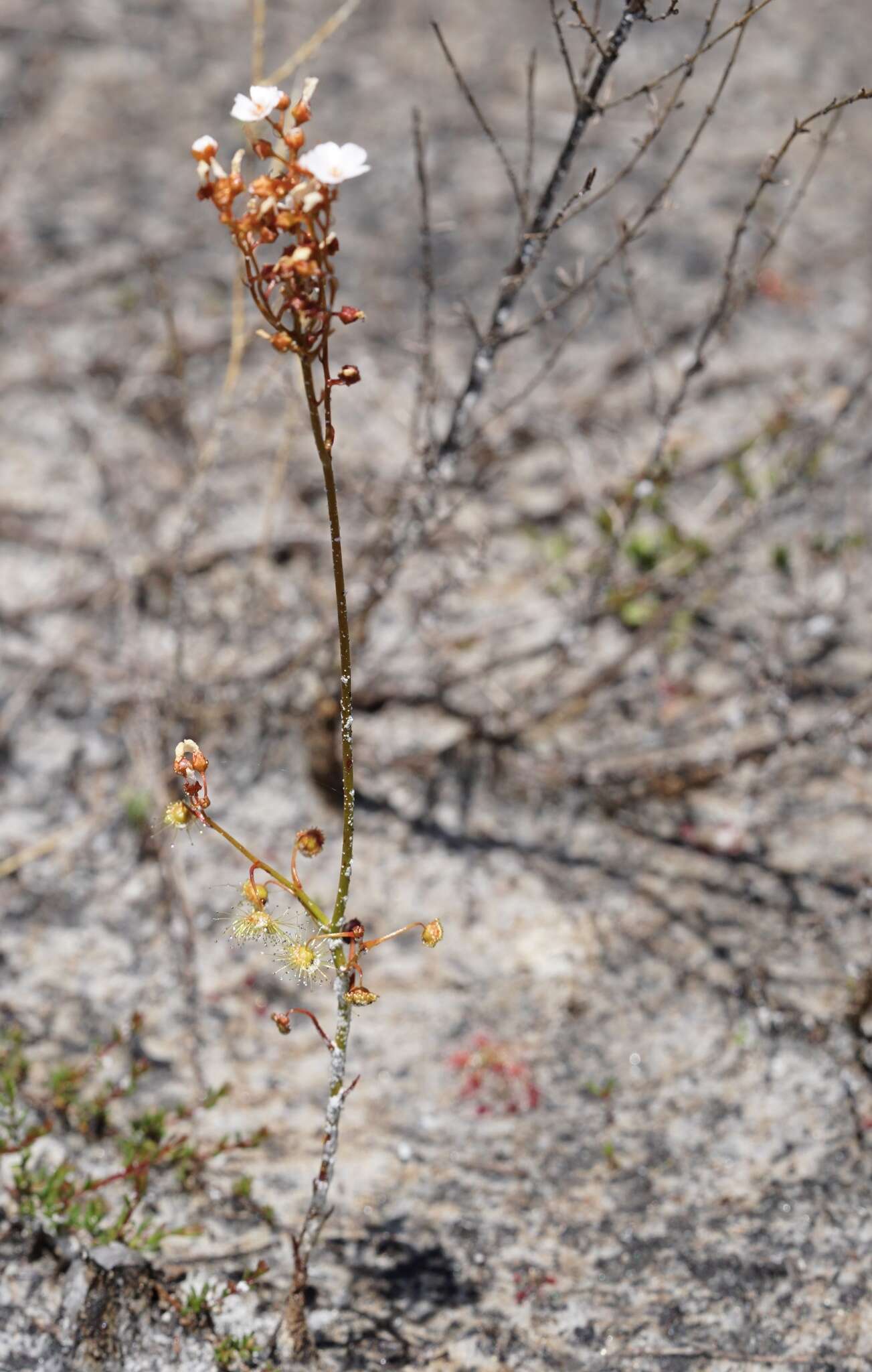 Image de Drosera myriantha Planch.