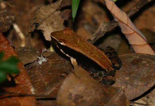 Image de Mantidactylus charlotteae Vences & Glaw 2004