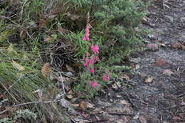 Plancia ëd Epacris impressa Labill.