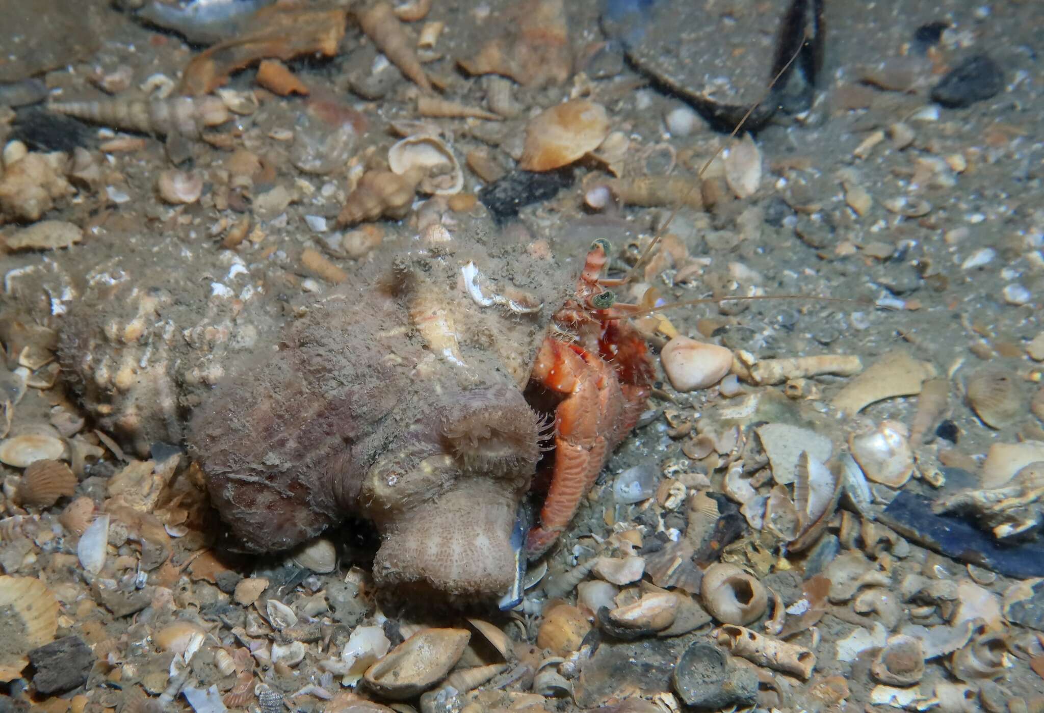 Image of striated hermit crab