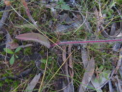 Image of Bow-lip spider orchid