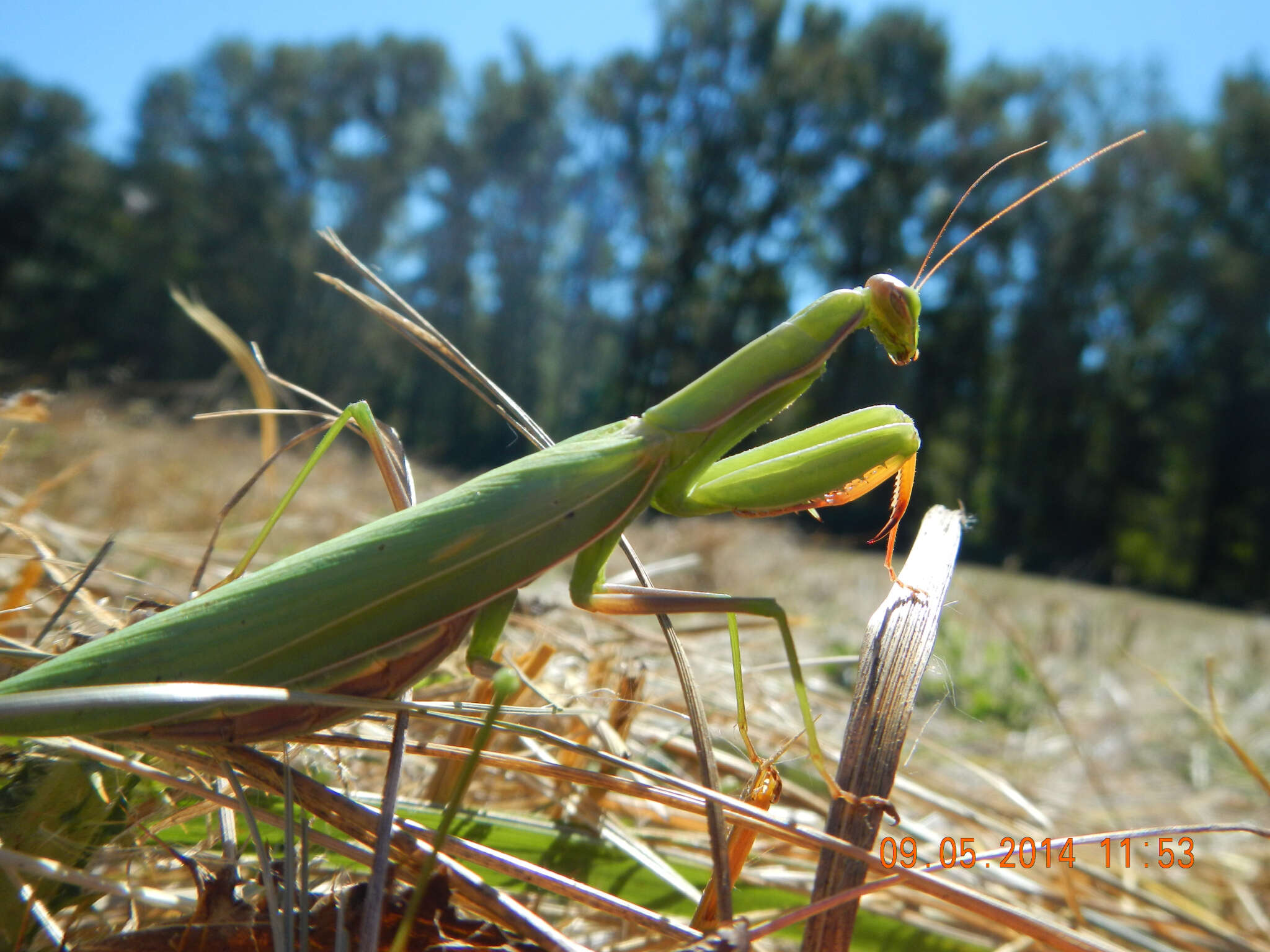 Image of Mantis