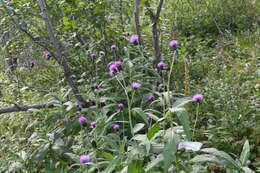 Слика од Cirsium helenioides (L.) Hill