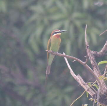 Imagem de Merops superciliosus superciliosus Linnaeus 1766