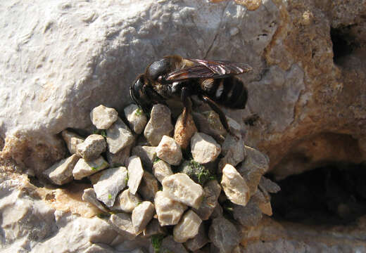 Megachile albocristata Smith 1853 resmi