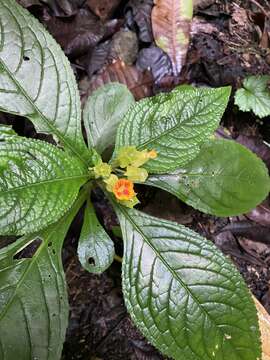 Image of Chrysothemis friedrichsthaliana (Hanst.) H. E. Moore