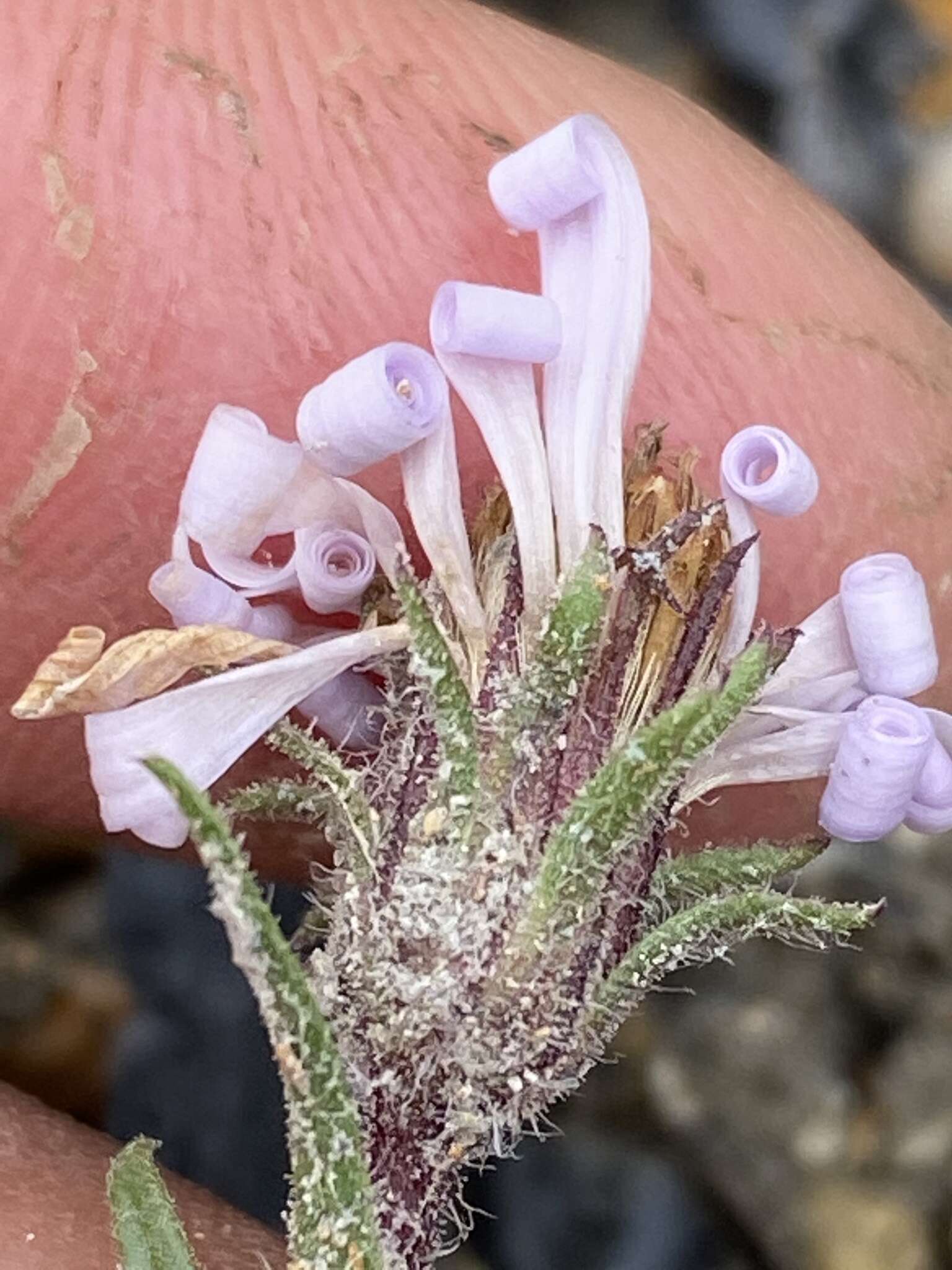 صورة Symphyotrichum yukonense (Cronq.) G. L. Nesom