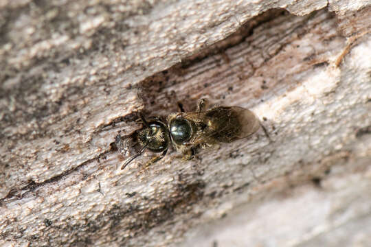 Lasioglossum subviridatum (Cockerell 1938) resmi