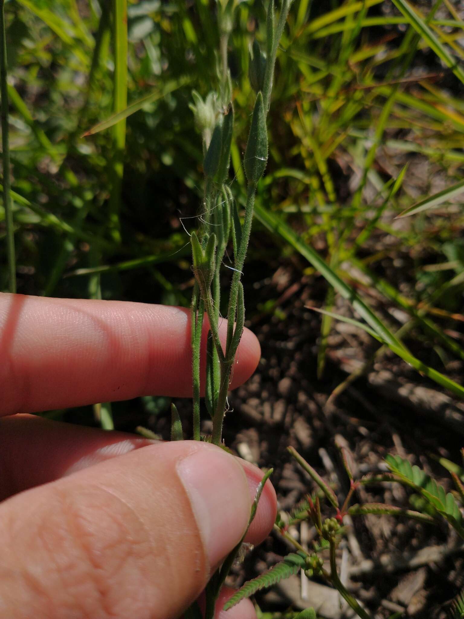 Image of Salpiglossis anomala (Miers) W. G. D' Arcy