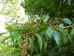 Imagem de Prunus lusitanica L.