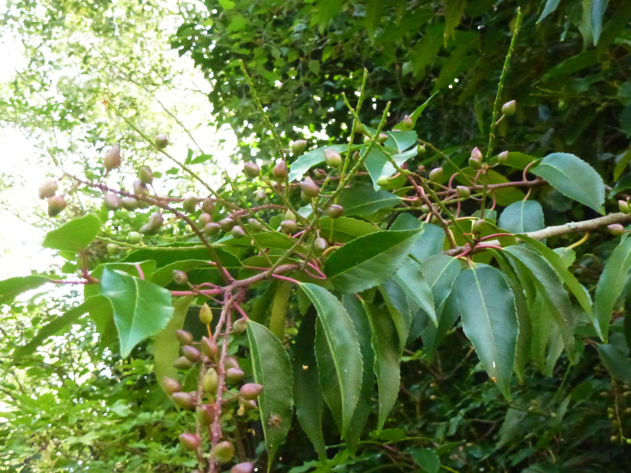 Imagem de Prunus lusitanica L.