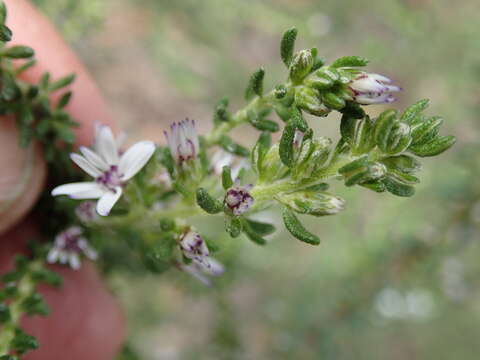 Olearia minor (Benth.) N. S. Lander resmi