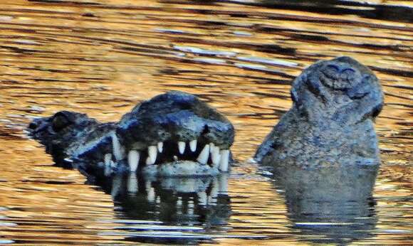 Imagem de Crocodylus niloticus cowiei (Smith In Hewitt 1937)