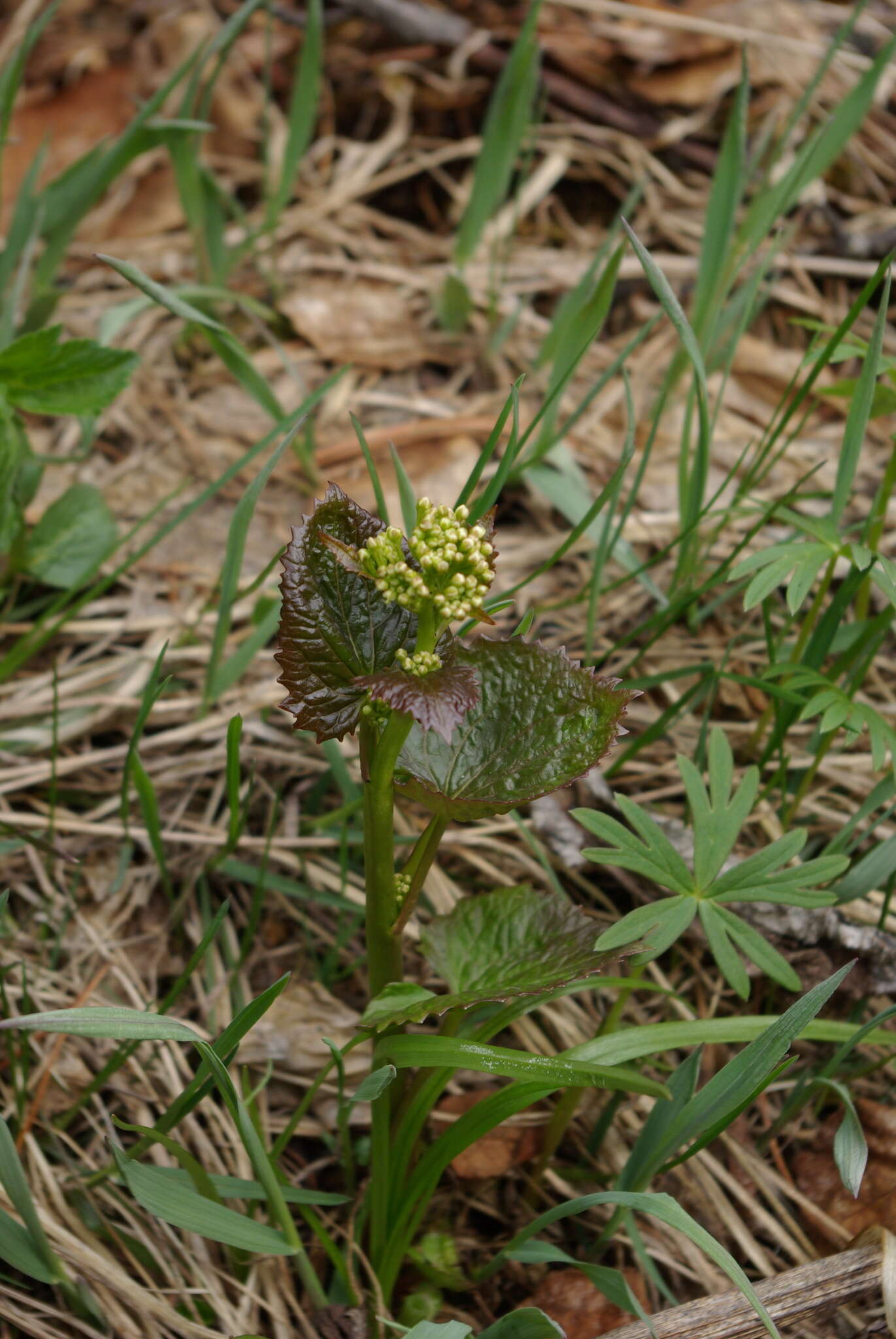 Imagem de Eutrema cordifolium Turcz. ex Ledeb.