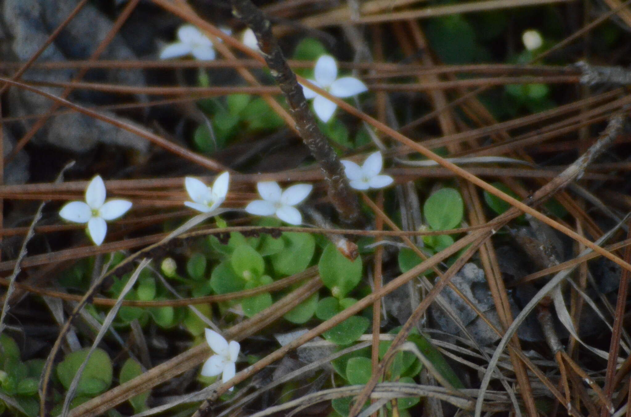 Image of roundleaf bluet