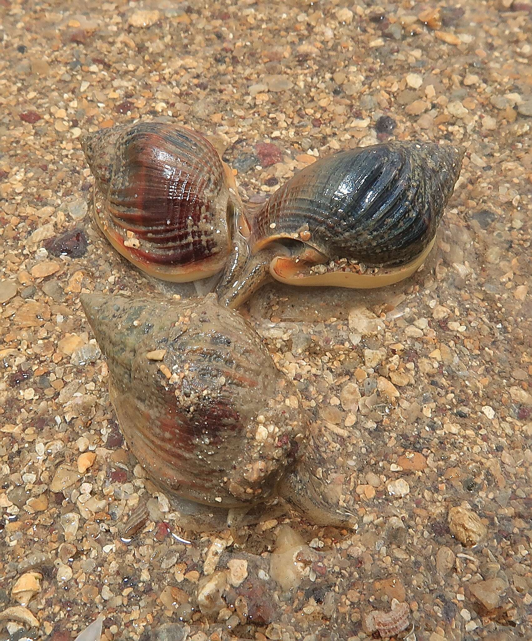 Image of Nassarius pullus (Linnaeus 1758)