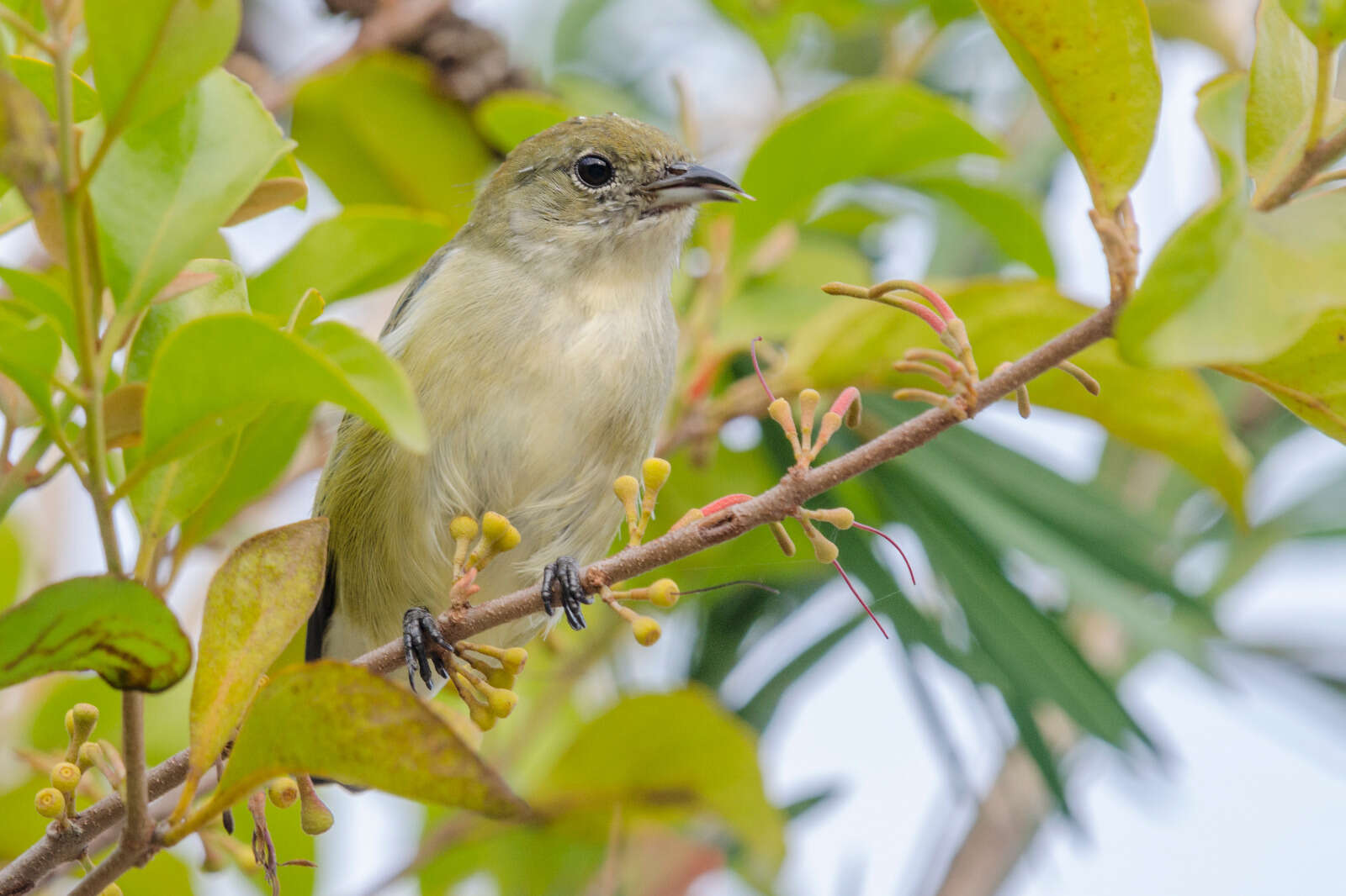 Image of Scarlet-backed Flowerpecker