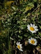 Слика од Leucanthemum halleri (Suter) Polatschek