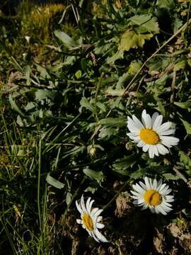 Image of Leucanthemum halleri (Suter) Polatschek