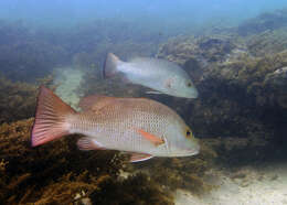 Image of Mangrove red snapper