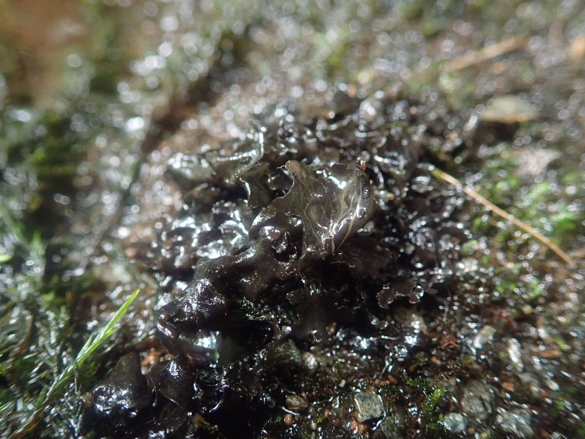 Image of hydrothyria lichen