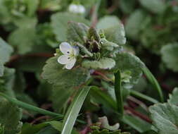 Image of Green field-speedwell