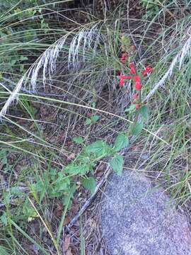 Stachys coccinea Ortega resmi