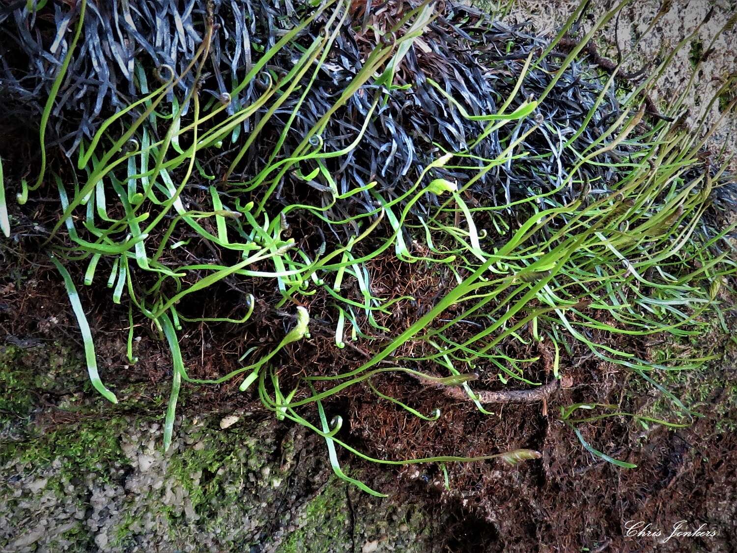 Image of Schizaea rupestris R. Br.