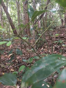 Image of Ripogonum album R. Br.