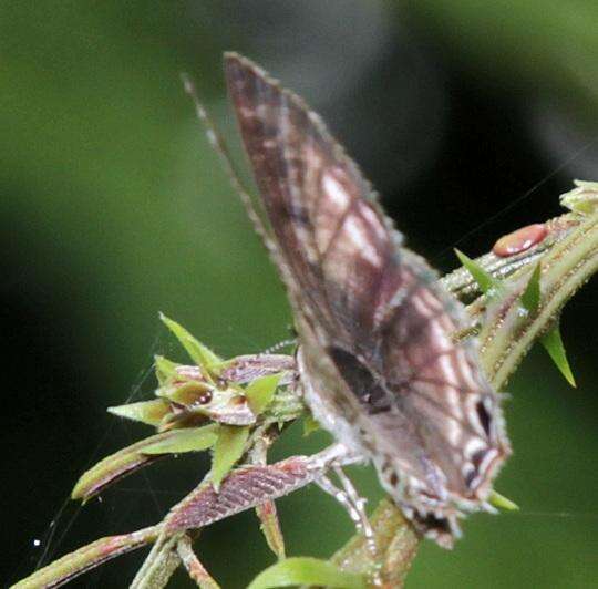 Imagem de Anthene larydas (Cramer 1782)