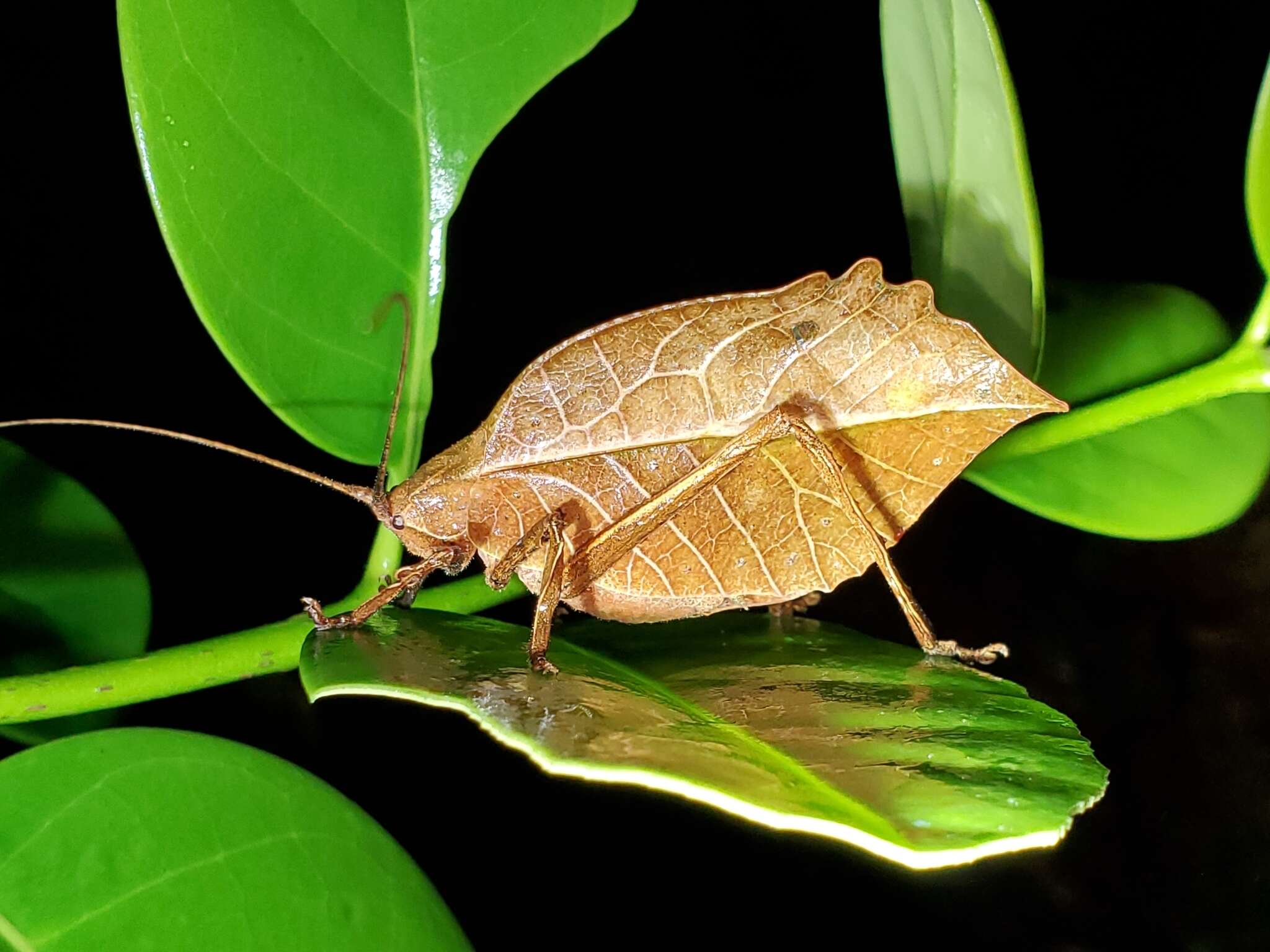 Imagem de Mimetica crenulata Rehn & J. A. G. 1906