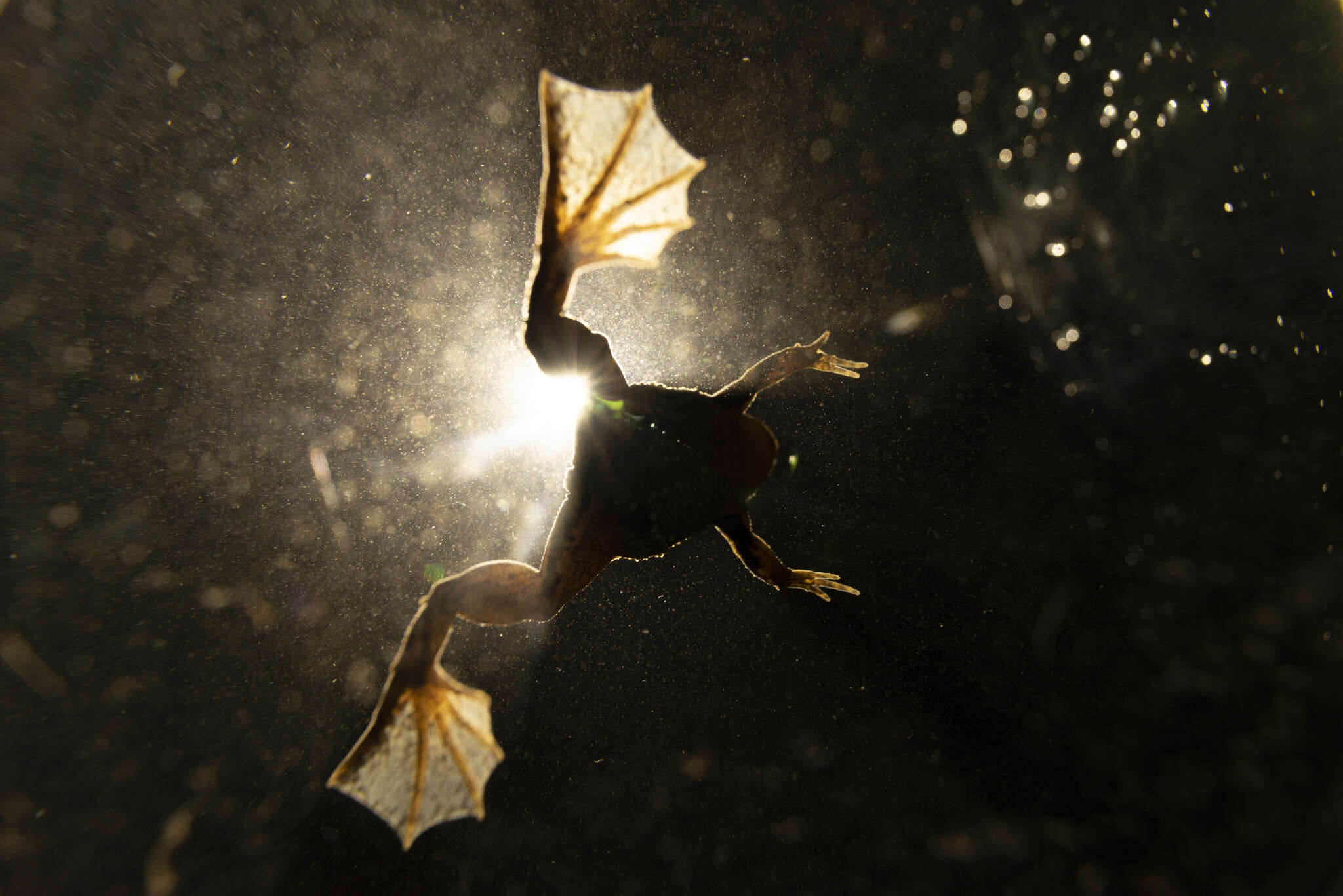 Image of Green Puddle Frog