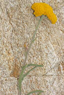 Achillea coarctata Poir.的圖片