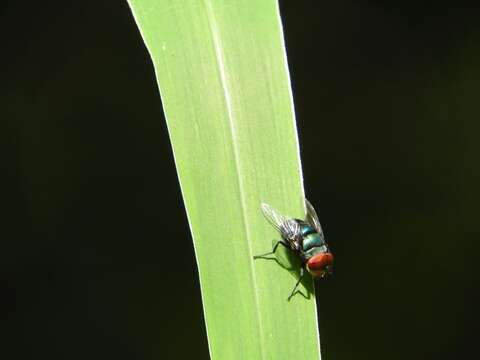 صورة Chrysomya megacephala (Fabricius 1794)