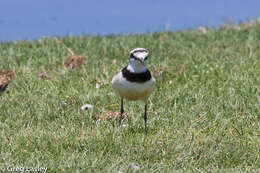 Charadrius thoracicus (Richmond 1896) resmi