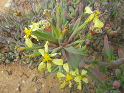 Image of Moraea knersvlaktensis Goldblatt