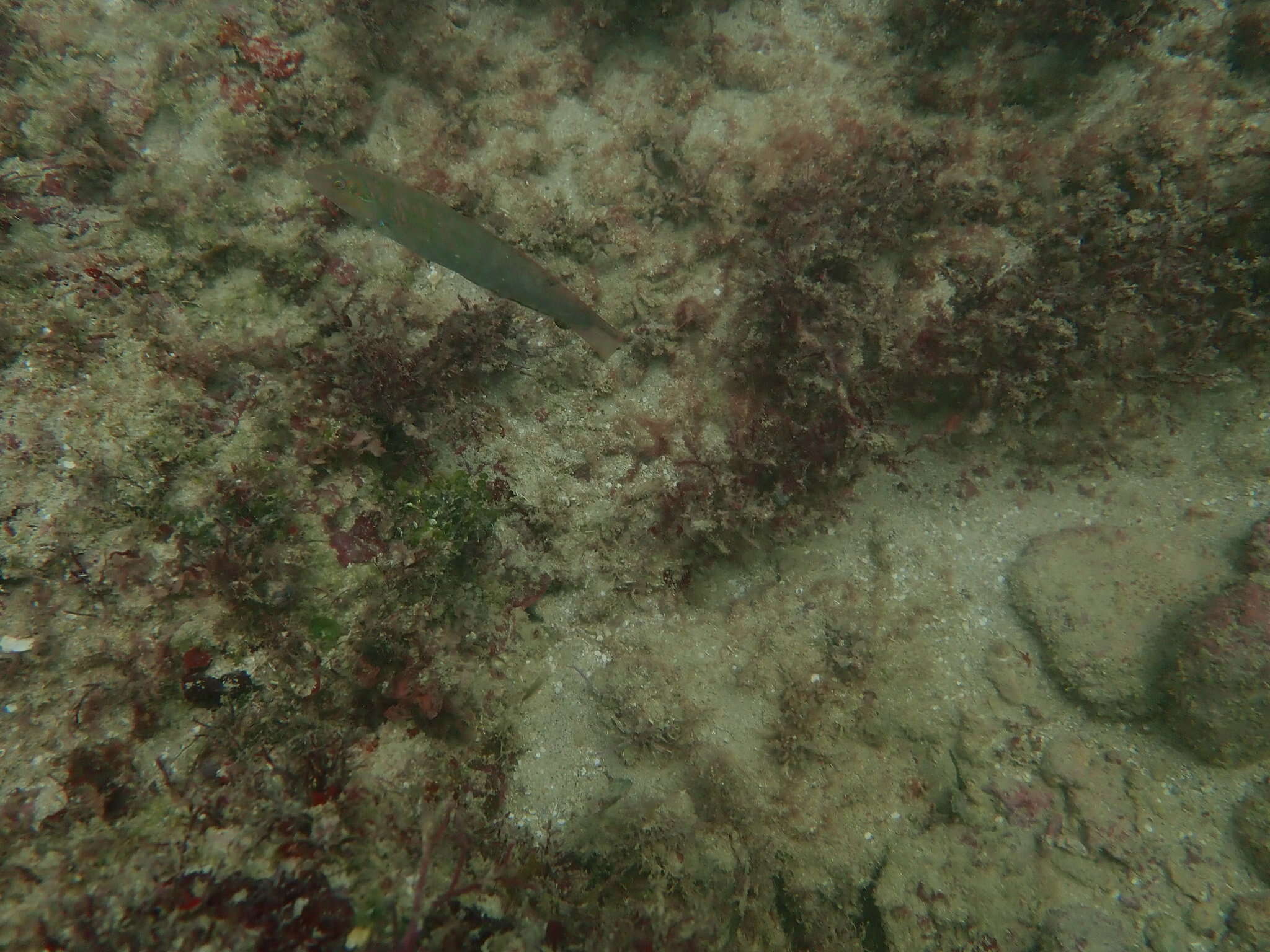 Image of Black-ear wrasse