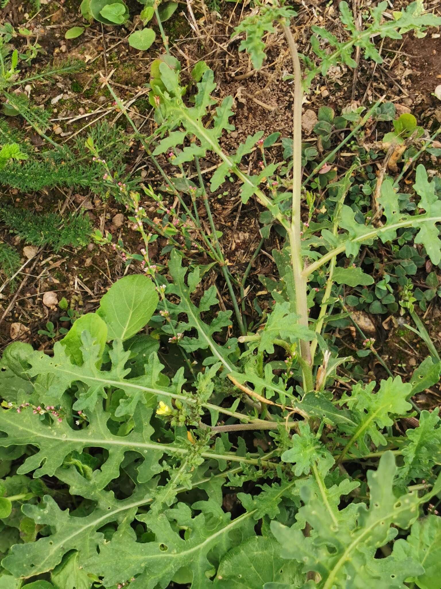 Image of common dogmustard