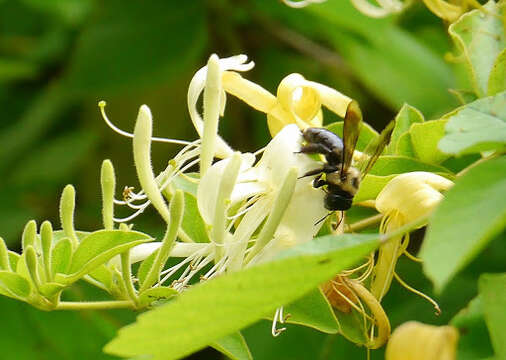 Image of Eastern Carpenter Bee