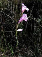 Imagem de Gladiolus hirsutus Jacq.