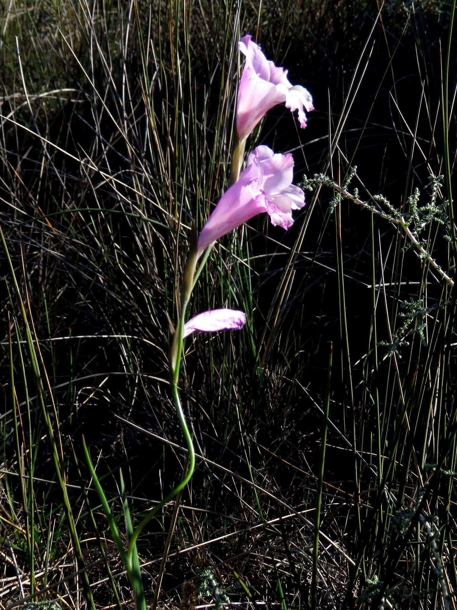 Imagem de Gladiolus hirsutus Jacq.