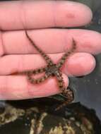 Image of Common brittlestar