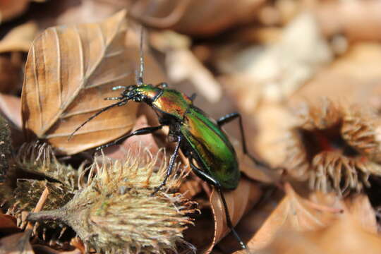 Image of Carabus (Chrysocarabus) splendens G. A. Olivier 1790