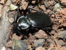 Image of Carabus (Procrustes) banonii Dejean 1829