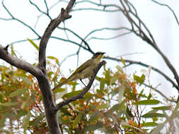 صورة Lichenostomus cratitius (Gould 1841)