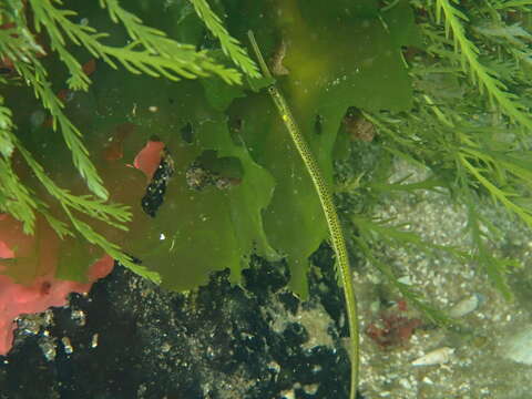 Image of Gulf pipefish