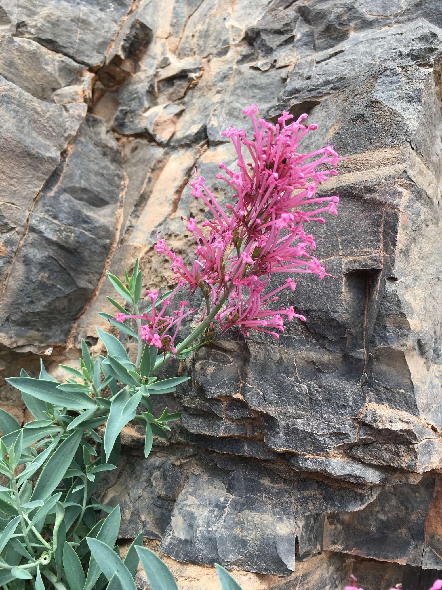 Image of Centranthus battandieri Maire